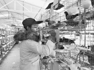 85后失聰大學(xué)生嚴漫：找不到工作養(yǎng)鴿子致富年售300萬