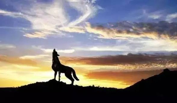 創(chuàng)業(yè)，一個(gè)從家狗變成狼的過(guò)程