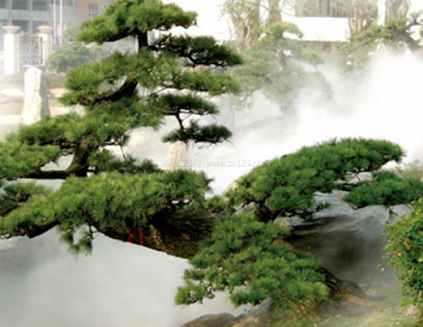室內(nèi)裝飾植物
