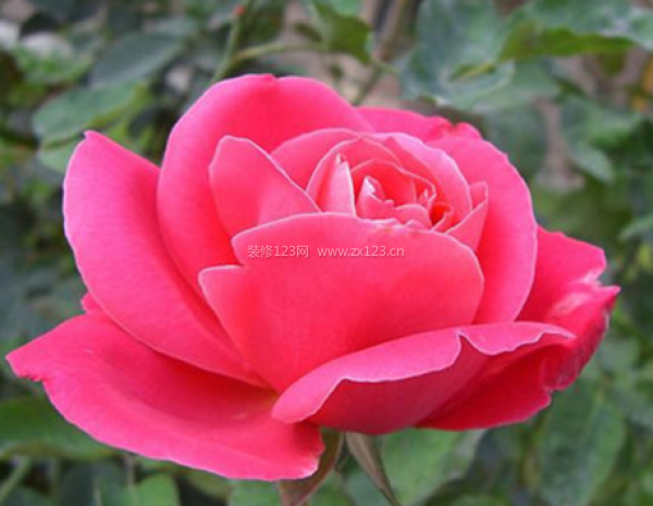 室內(nèi)裝飾植物