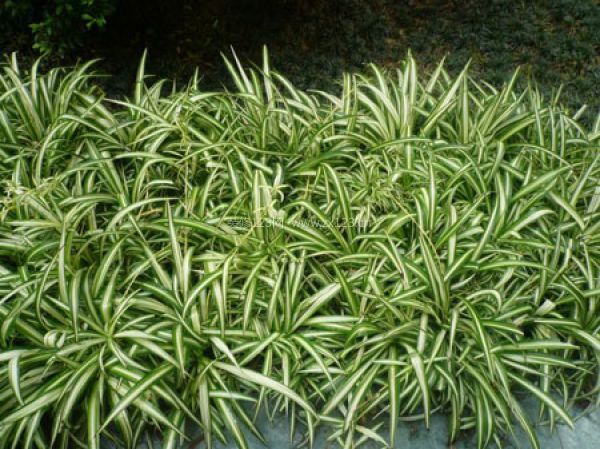 室內(nèi)裝飾植物