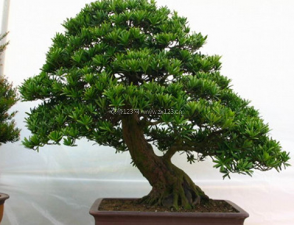 室內(nèi)裝飾植物