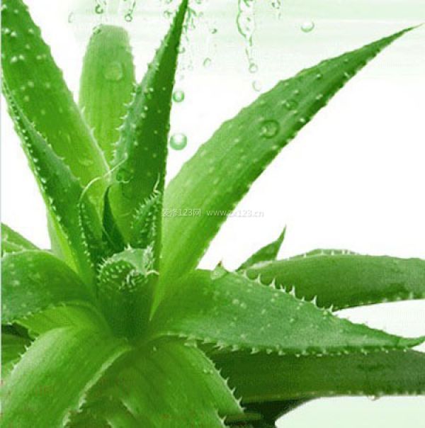 室內(nèi)裝飾植物