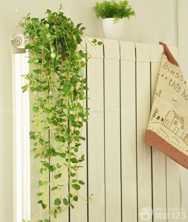 新房放置的植物