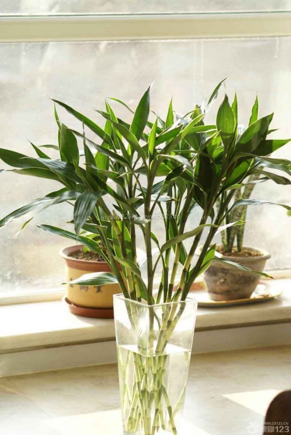 新房放置的植物