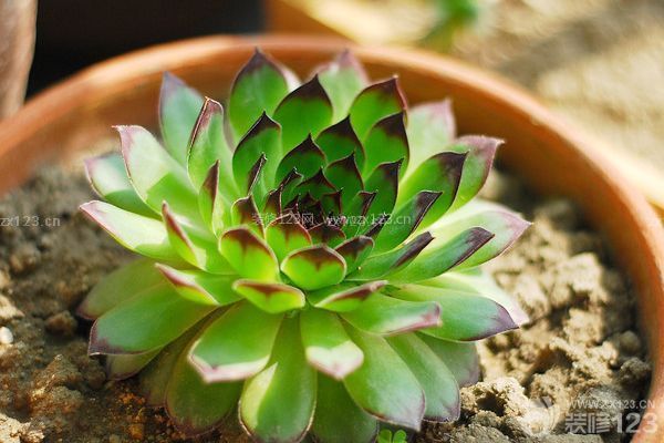 多肉觀音蓮的養殖方法