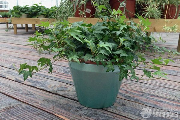 新房裝修除甲醛的植物