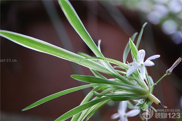 新房裝修除甲醛的植物